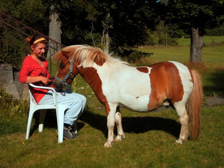 Shetlænder Musse Ior *Solgt* billede 7