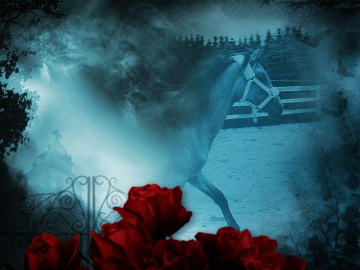 Sportsaraber (A) *Sunshine dé Zunzy* *Zunzy*-*SOLGT* - Velkommen til Sunshine dé Zunzy´s profil<3  billede 1