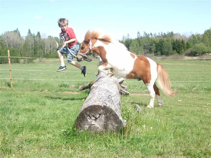 Shetlænder Musse Ior *Solgt* - august og IOR i spring XD billede 8