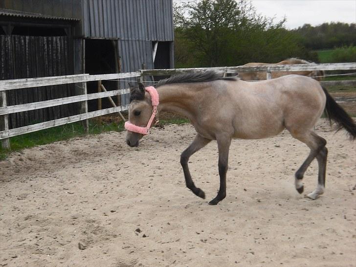 Sportsaraber (A) *Sunshine dé Zunzy* *Zunzy*-*SOLGT* - 8/5-2010 billede 2