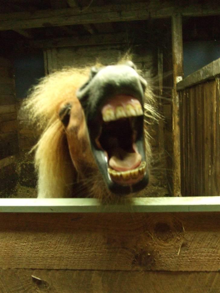 Shetlænder Musse Ior *Solgt* - haha xp billede 9