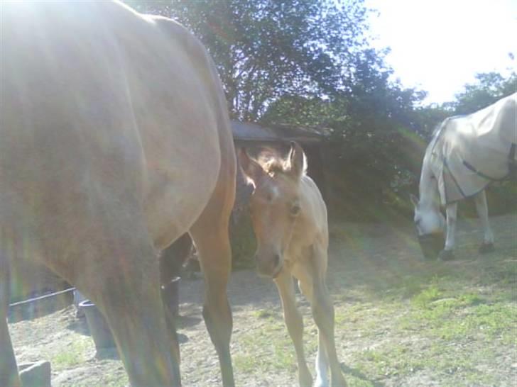 Sportsaraber (A) *Sunshine dé Zunzy* *Zunzy*-*SOLGT* - lige hen og sige hej til søstre <33  2/6-09 billede 3