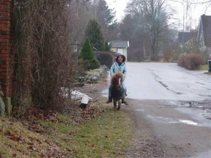 Shetlænder Musse Ior *Solgt* billede 10