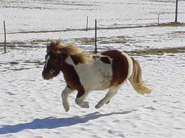 Shetlænder Musse Ior *Solgt* - Gi den max!! billede 11