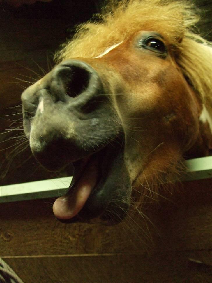 Shetlænder Musse Ior *Solgt* - trick billede 12