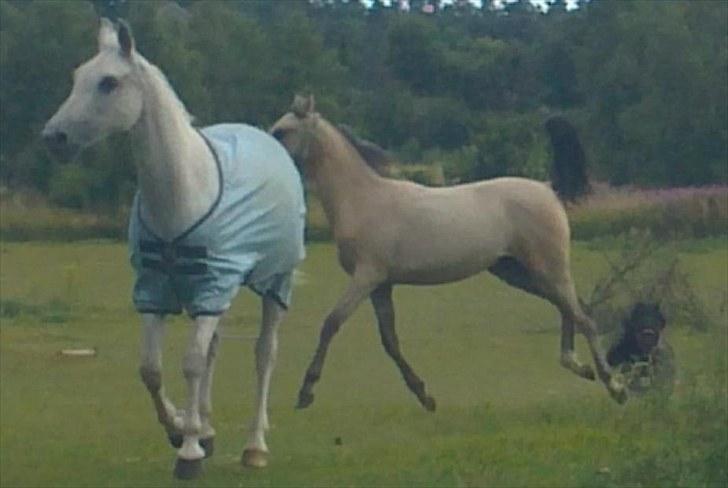 Sportsaraber (A) *Sunshine dé Zunzy* *Zunzy*-*SOLGT* - 2010 billede 7