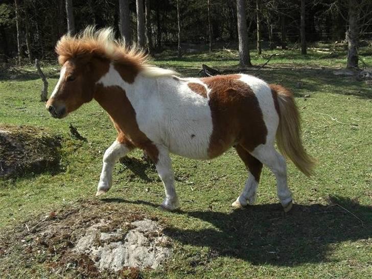 Shetlænder Musse Ior *Solgt* billede 13