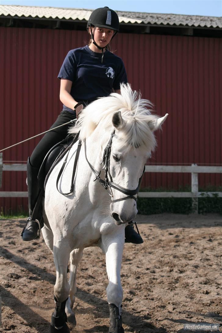 Anden særlig race Speedy Gazal (R.I.P) billede 1