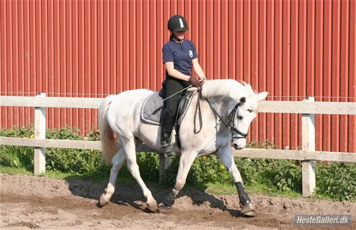 Anden særlig race Speedy Gazal (R.I.P) billede 5