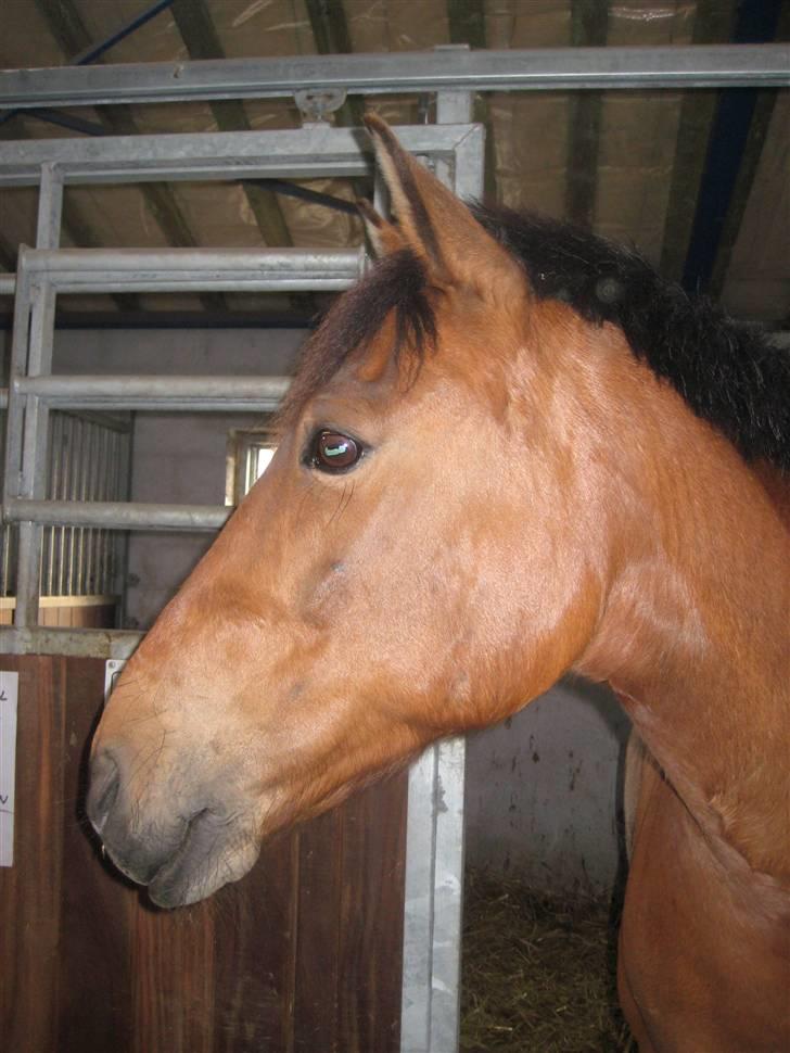 Anden særlig race Robin-Rider den ikke mere billede 3