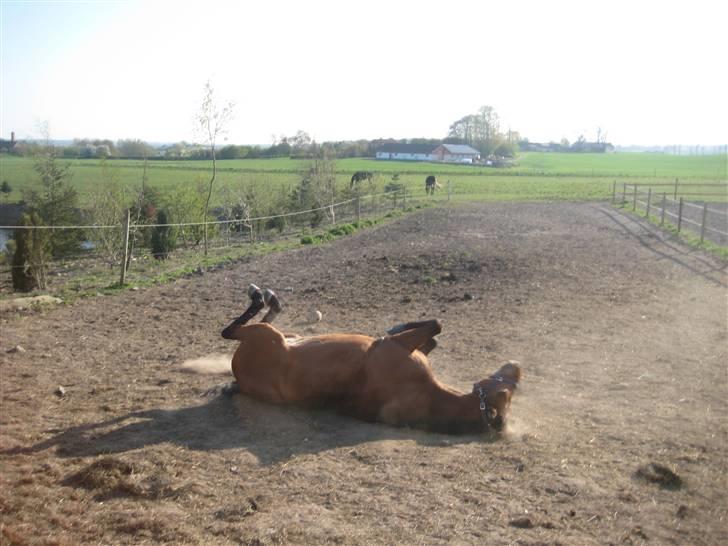 Anden særlig race Robin-Rider den ikke mere billede 4