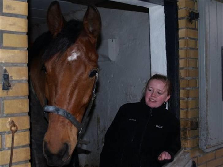 Dansk Varmblod Firell - solgt - en vinterdag ved boksen billede 6