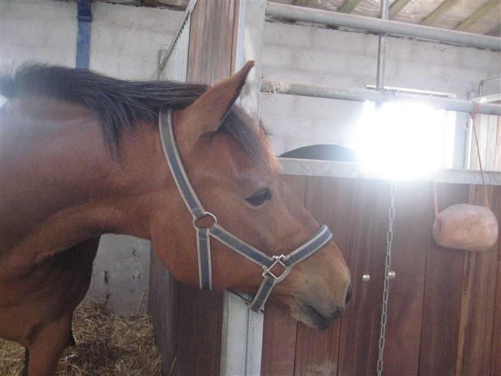 Anden særlig race Robin-Rider den ikke mere billede 9