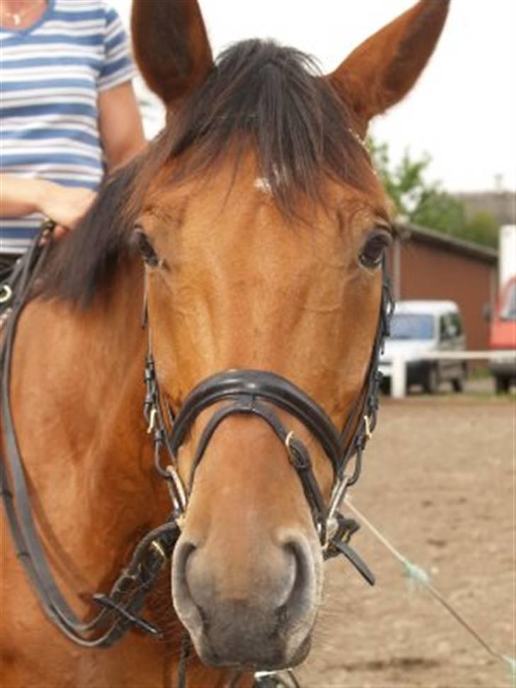 Dansk Varmblod Firell - solgt - en træt hest efter træning sidste sommer med Heidi billede 7