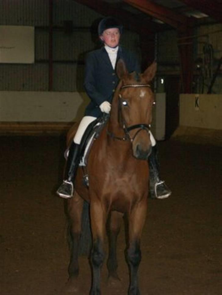 Dansk Varmblod Firell - solgt - klubstævne i BER vinter 2008 billede 9