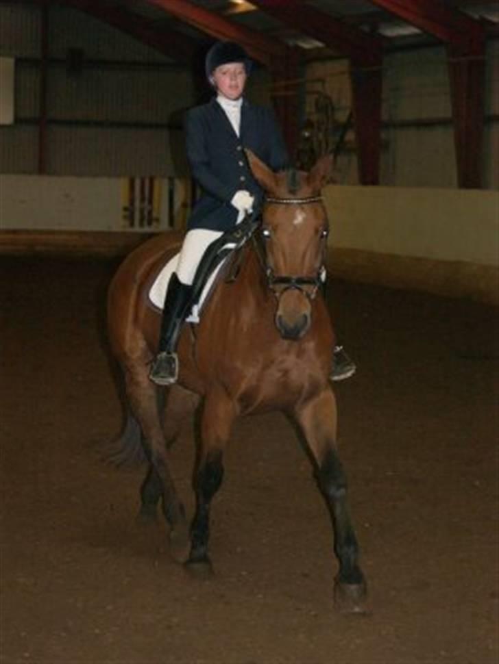 Dansk Varmblod Firell - solgt - klubstævne i BER vinter 2008 billede 10