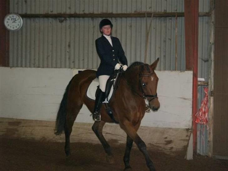 Dansk Varmblod Firell - solgt - klubstævne i BER vinter 2008 billede 11