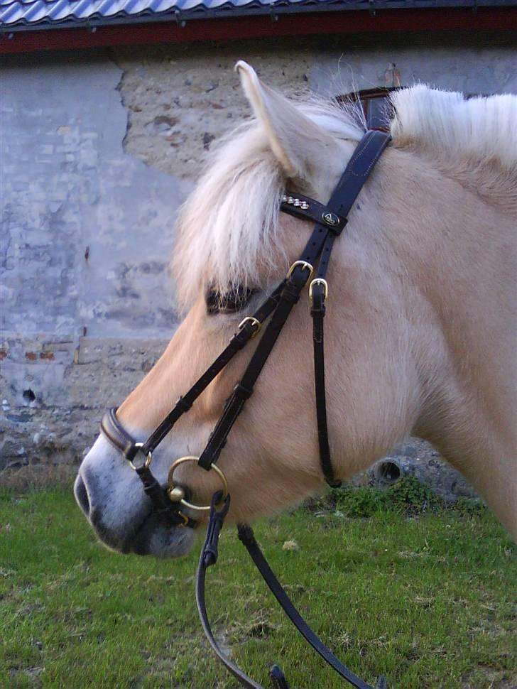 Fjordhest Hashagen's Faika - Tak fordi du kiggede forbi, husk at ligge en kommentar :) billede 20