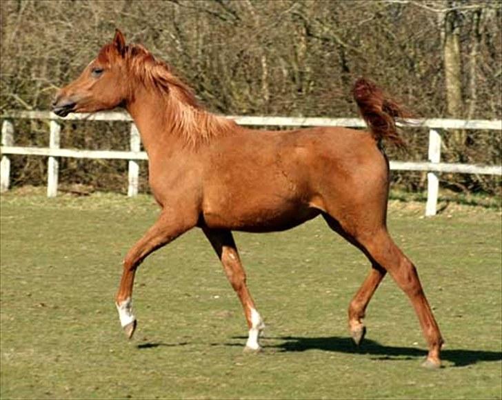 Arabisk fuldblod (OX) Waheds Nadia - Nadia maj 2010 billede 5