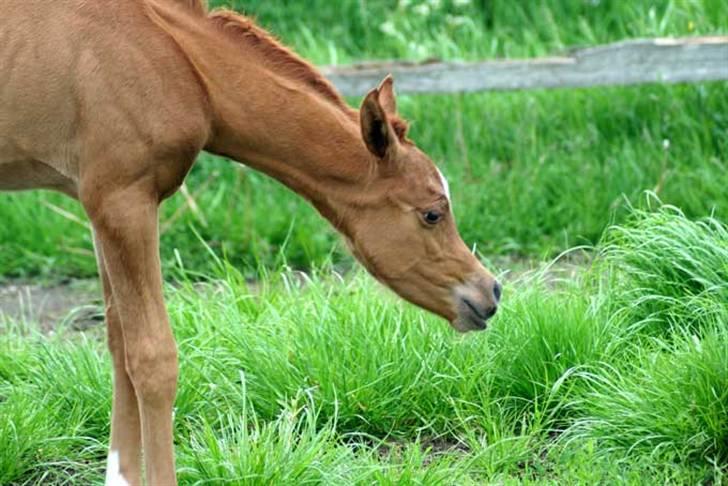 Arabisk fuldblod (OX) Waheds Nadia - 2 dage gl billede 6