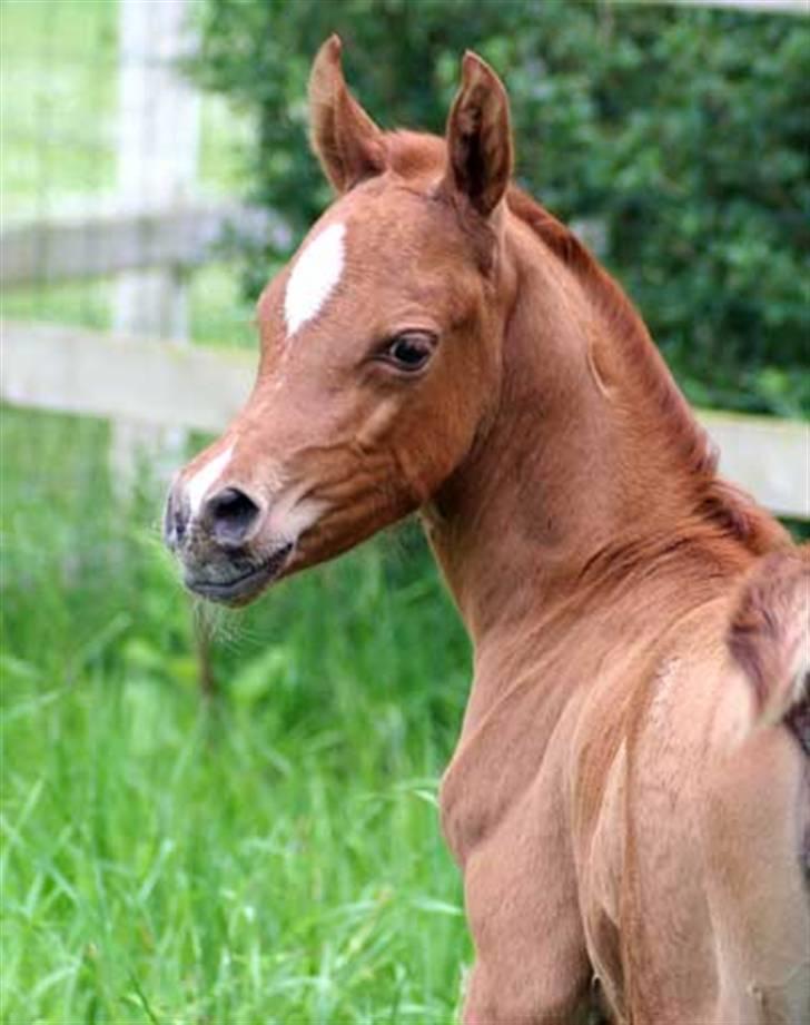 Arabisk fuldblod (OX) Waheds Nadia - 2 dage gl billede 7