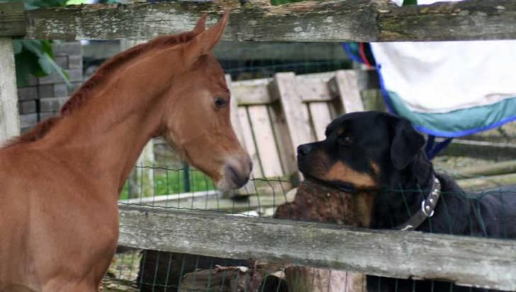 Arabisk fuldblod (OX) Waheds Nadia - Waheds Nadia 2 dage gl. & Samson billede 9