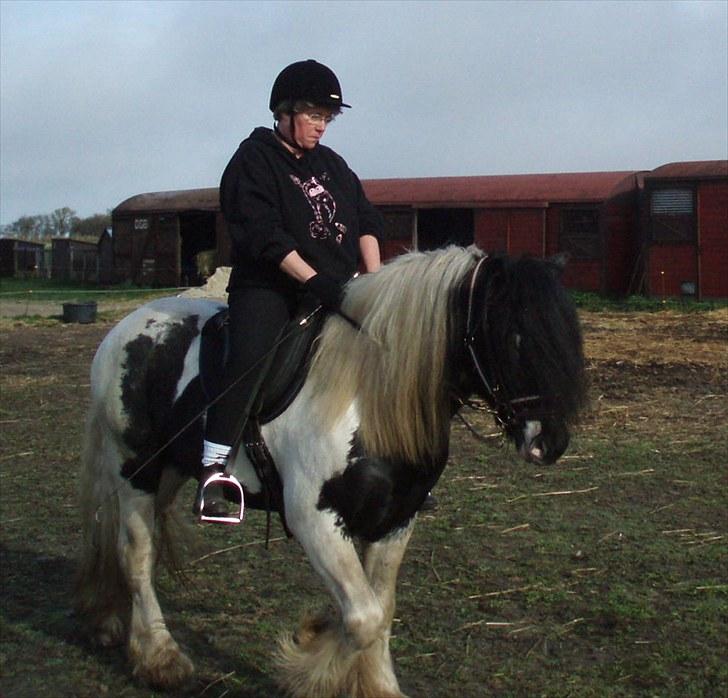 Irish Cob Mr. Sullivan *Avlshingst* - 2. gang med rytter på April 2010 billede 17