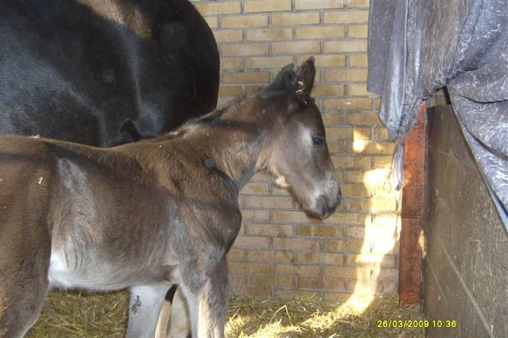 Oldenborg Tuff Guy - Nårhhh   <3 billede 7