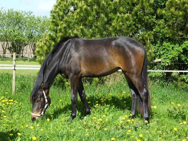 Dansk Varmblod Miss Dior billede 14