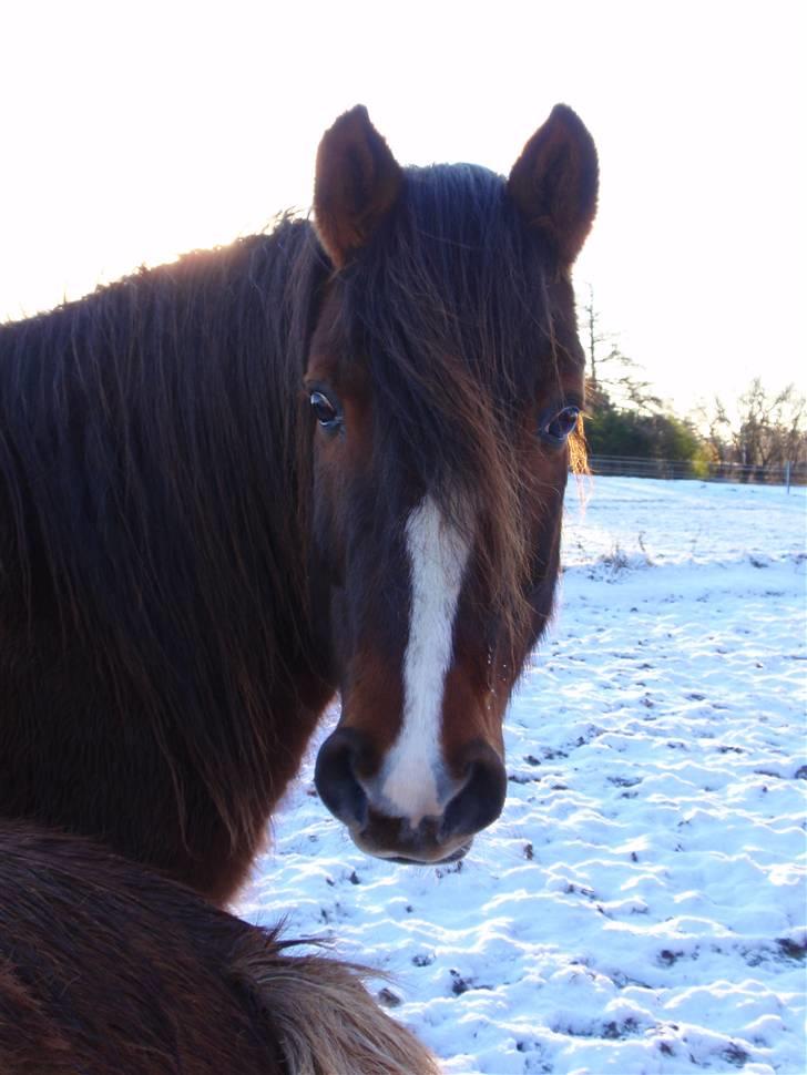 Anden særlig race Pedro billede 1