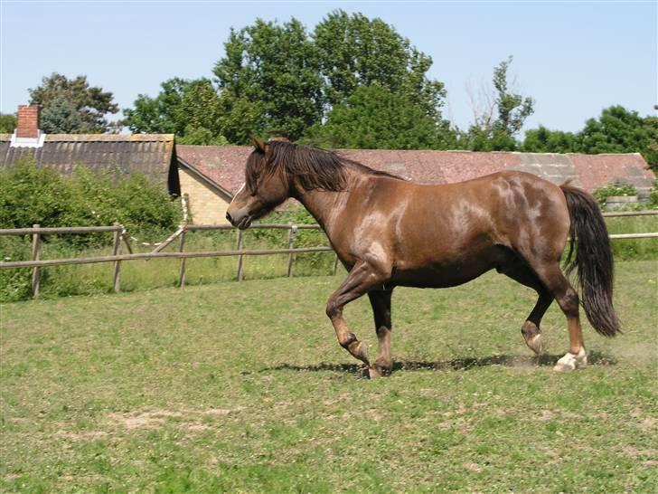 Anden særlig race Pedro billede 2