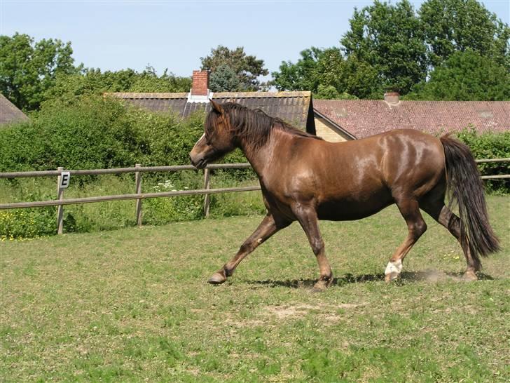 Anden særlig race Pedro billede 3