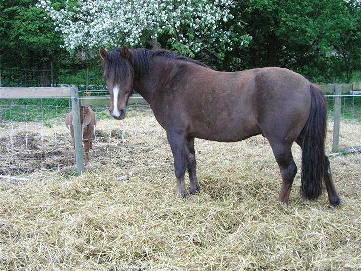 Anden særlig race Pedro billede 4