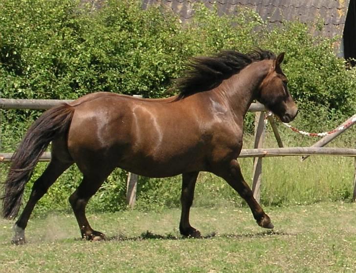 Anden særlig race Pedro billede 5