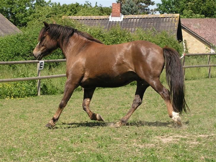 Anden særlig race Pedro billede 6
