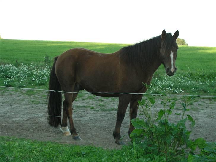 Anden særlig race Pedro billede 8