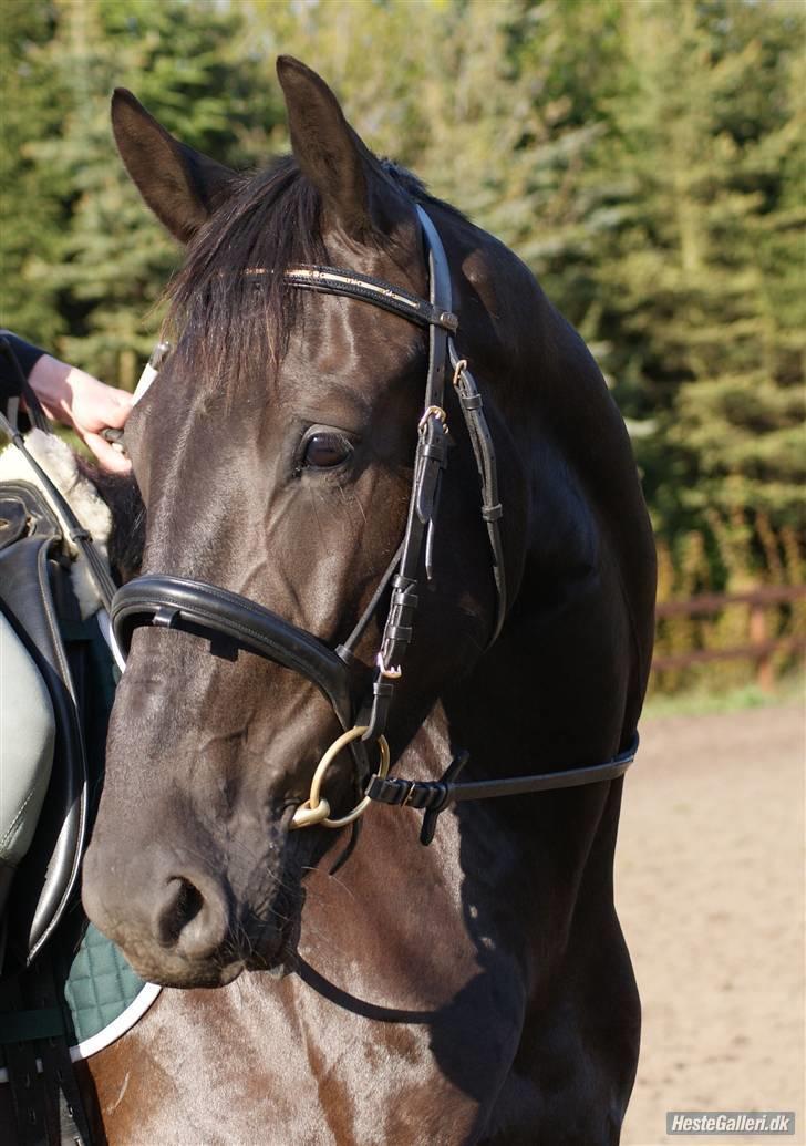 Anden særlig race Micado - Hvor smuk er man liiige!... maj2009 billede 17