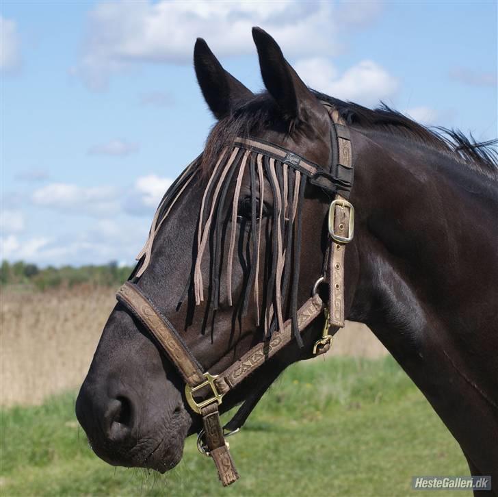 Anden særlig race Micado - Micado på folden maj 2009 billede 18