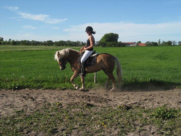 Anden særlig race Nemo Bit - dressur træning  billede 4