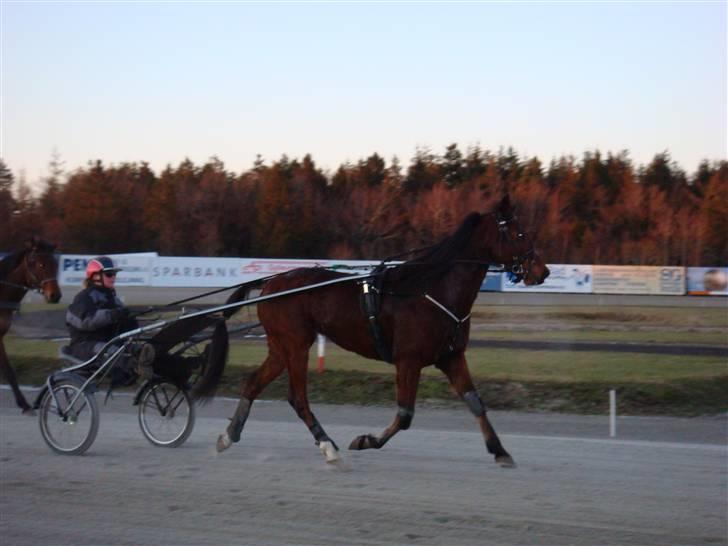 Traver Wondering - Med mor i træningesulky´en for første gang på banen!! billede 15
