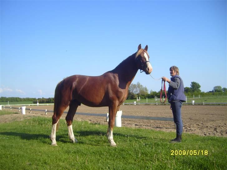 Frederiksborg Ziron brentedal - Som 2 års. billede 8