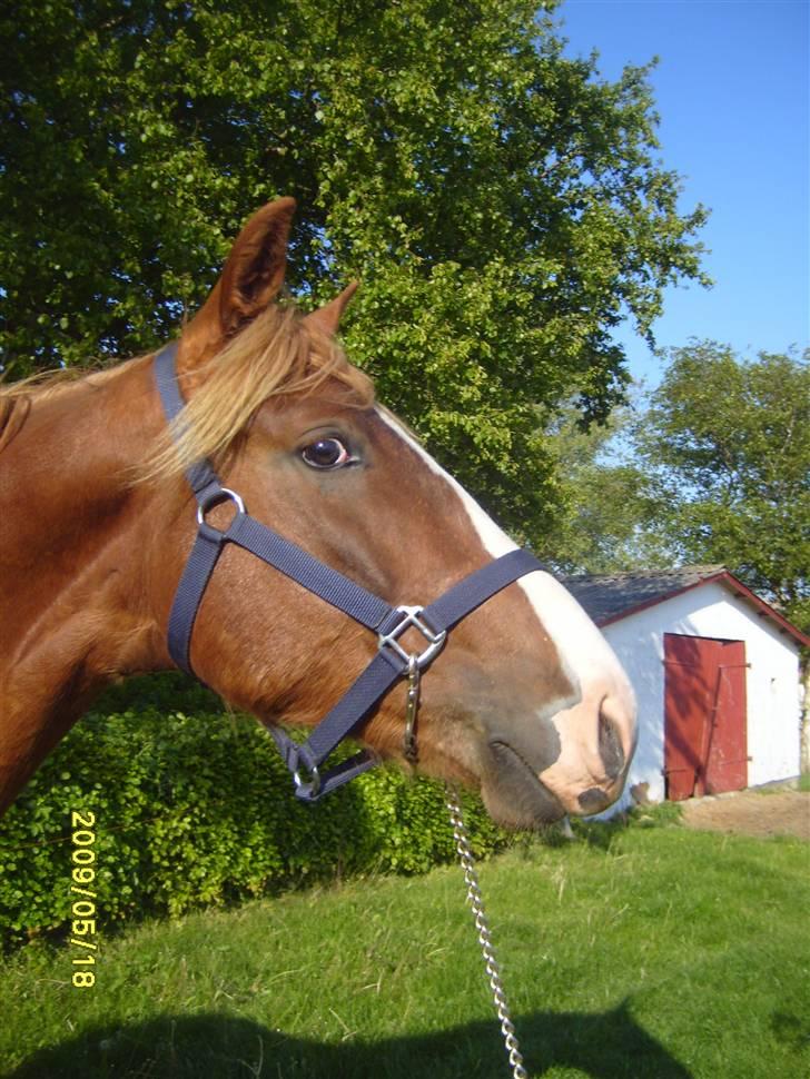 Frederiksborg Ziron brentedal billede 9