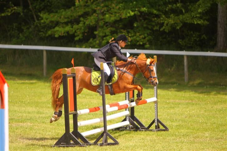 Hollandsk Sportspony caya - morsø 09 billede 9