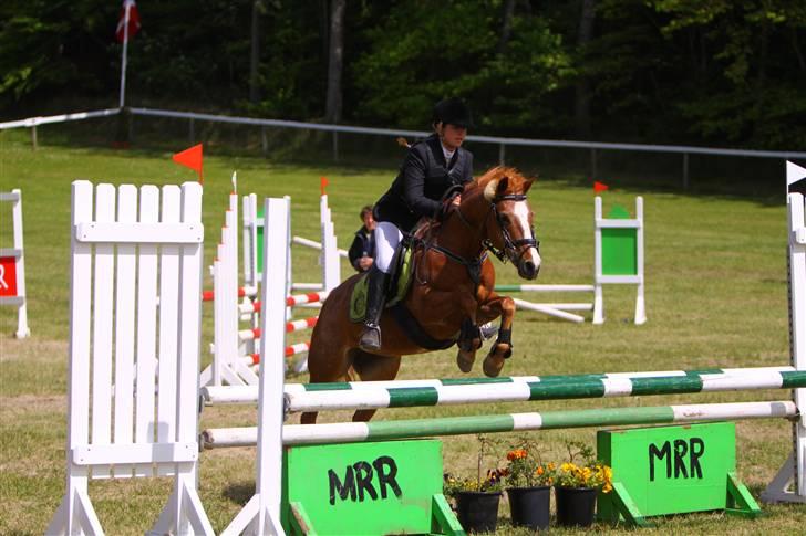 Hollandsk Sportspony caya - morsø 09 billede 10