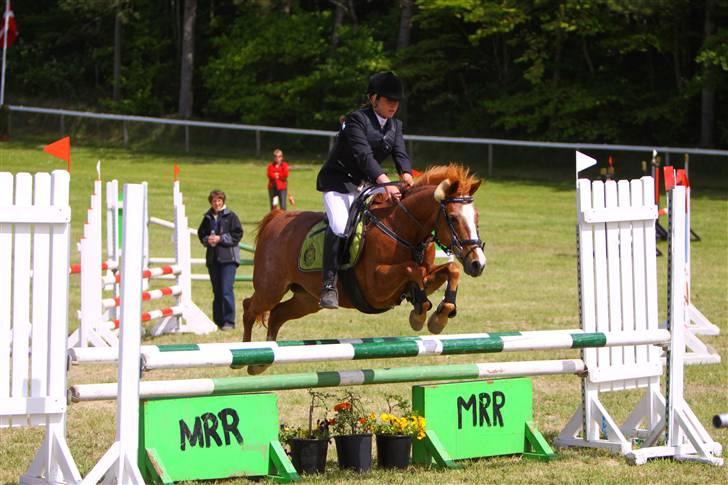 Hollandsk Sportspony caya - morsø 09 billede 11