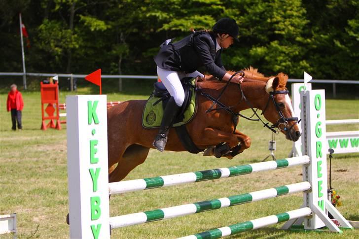 Hollandsk Sportspony caya - morsø 09 billede 12