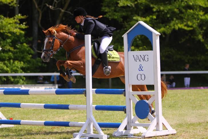 Hollandsk Sportspony caya - morsø 09 billede 13