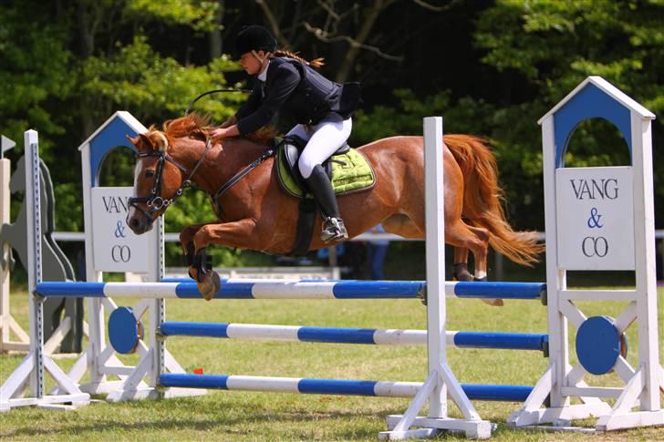 Hollandsk Sportspony caya - morsø 09 billede 14