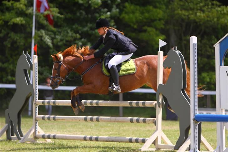 Hollandsk Sportspony caya -  morsø 09 billede 15