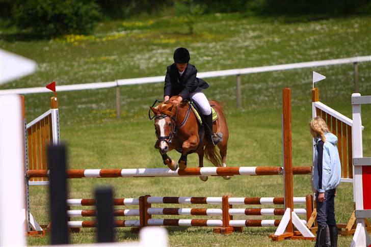 Hollandsk Sportspony caya - morsø 09 billede 17